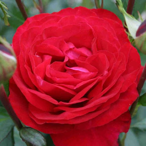 Dánia, 2019 - Rózsa - Birthe Kjaer - Online rózsa vásárlás